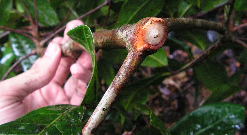 Catuaba Bark